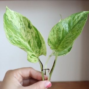 marble queen pothos plant cuttings